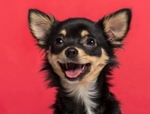 Conheça os 20 cachorros mais votados do Concurso Cachorro do ano e eleja o preferido