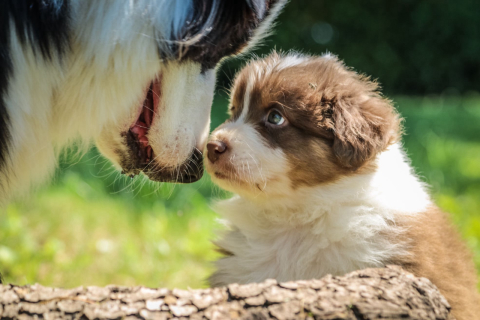 Finalistas: conheça mais sobre os cães que estão na reta final do concurso Cachorro do Ano