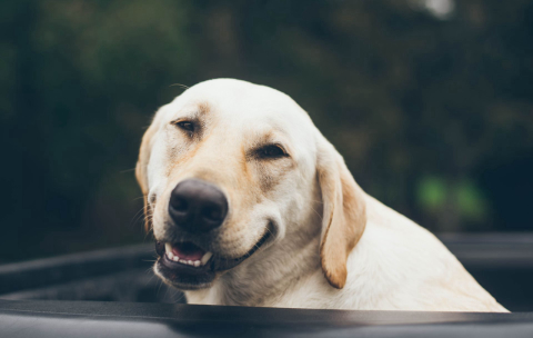 Cachorro do Ano arrecada mais de 2 toneladas de ração; vencedor será conhecido em dezembro