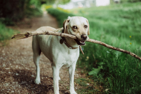 Neste fim de semana você vai descobrir quem é o Cachorro do Ano