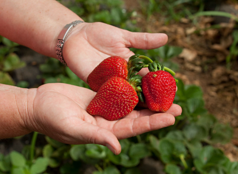 5 chácaras no estilo “colha e pague” perto de Curitiba para conhecer no fim de semana