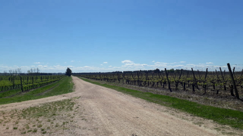 Como as vinícolas familiares do Uruguai estão se preparando para hospedar turistas