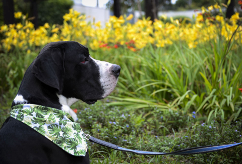 Vencedor do Cachorro do Ano 2018: conheça Oreo, o campeão tranquilo e amoroso