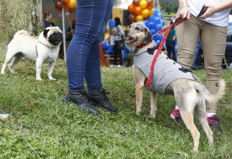 Cachorro do Ano 2018:  veja quem são os 20 finalistas classificados