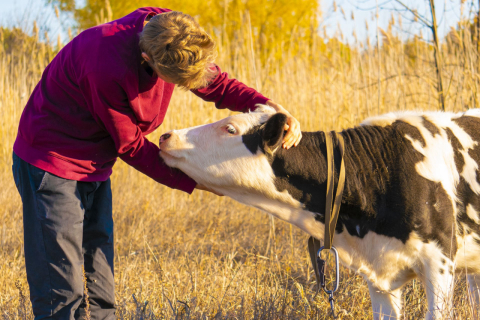 A hora e a vez das vacas terapêuticas: como Bella ajuda humanos a se livrarem do estresse