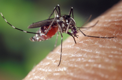 Vacina da dengue está na última etapa de testes e será lançada em 2020