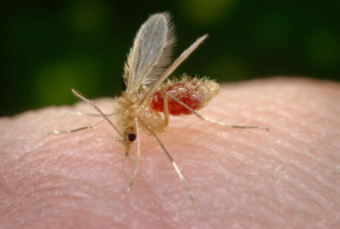 Nova doença parecida com a leishmaniose, porém mais grave, é descoberta no Brasil