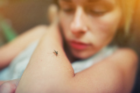 “Mosquito de laboratório” é aposta no combate à dengue no país