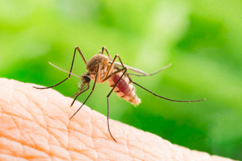 Novo repelente em barra dura mais e protege contra mosquito da dengue