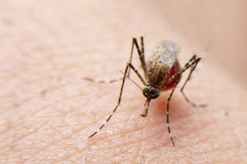 Quase 700 pessoas morreram de dengue no Brasil em 2019