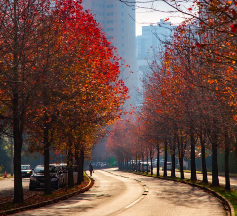 Fotógrafo registra rua famosa de Curitiba em quatro estações