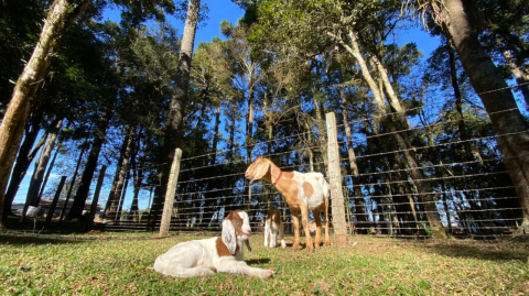 Contato com a natureza: conheça cinco fazendinhas perto de Curitiba para levar as crianças
