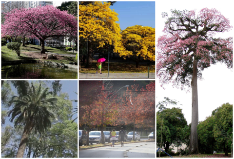 Árvores de Curitiba: conheça as recordistas de idade, altura e popularidade