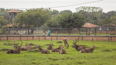 Zoológico de Curitiba disponibiliza mais ingressos para visitação a pé nessa semana