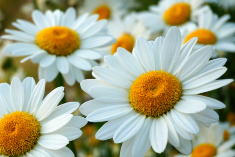 Conheça três lugares para fazer “turismo de flores” na região de Curitiba