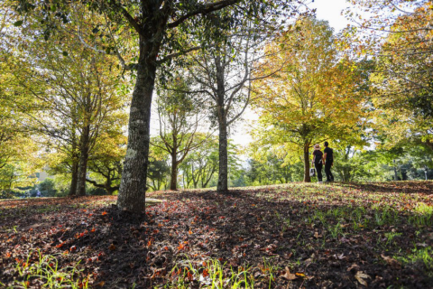 Projeto 100 Mil Árvores para Curitiba celebra dois anos com distribuição de mudas; saiba como retirar a sua
