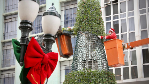 Rua XV ganha árvore de Natal “viva” formada por 11 mil vasos de sálvias