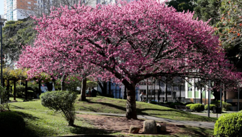 Curitiba ganha mil mudas de cerejeira e terá avenida com corredor florido