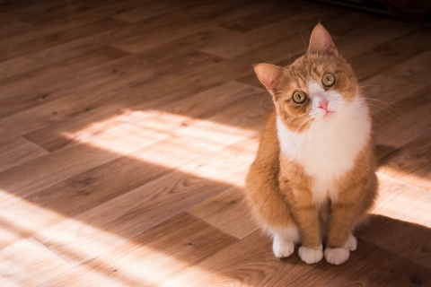 Independência é um mito: gatos precisam de atenção