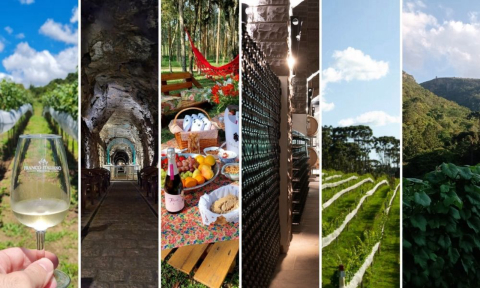 Conheça 6 vinícolas próximas a Curitiba para curtir no final de semana