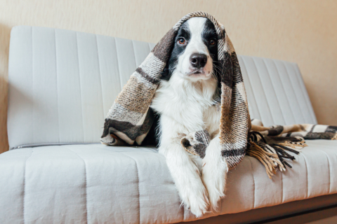 Saiba o que muda no comportamento dos cães no inverno