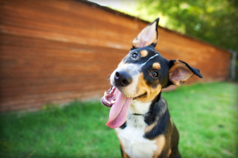 Quatro estratégias para ensinar sem punir seu cão