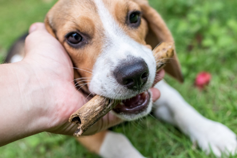 Pets: aprenda exercícios que podem melhorar a comunicação com cães