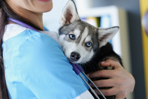 Manejo low stress: menos trauma na hora da vacina dos pets