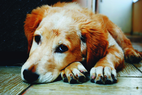 Depressão: seu cão pode estar sofrendo e você não sabe!