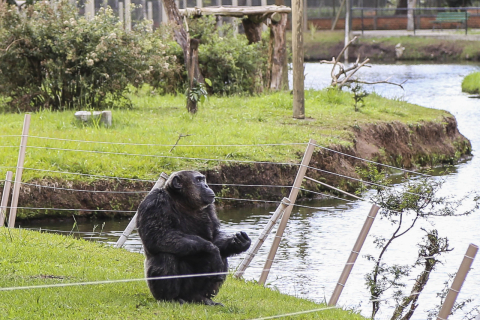 Dia dos Chimpanzés com educação ambiental no Zoológico de Curitiba