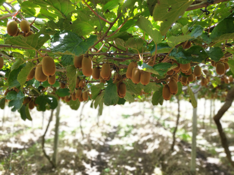 Fruta do pé: confira 4 opções de ‘colha e pague’ perto de Curitiba para ir no feriado