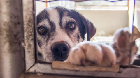 População pode participar de agenda sobre Proteção Animal em Curitiba; veja calendário