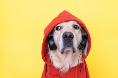 Terapias complementares aplicadas à educação comportamental de pets