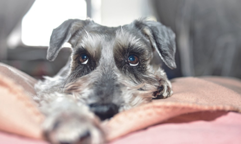 Broncas não ensinam. Saiba como ter um cachorro mais cooperativo e feliz