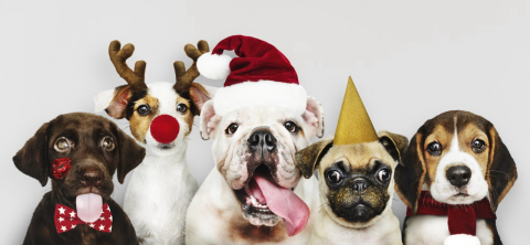 6 dicas para cuidar do seu pet nas festas de fim de ano