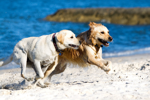 Calor facilita transmissão da doença do verme do coração em pets; saiba mais sobre ela