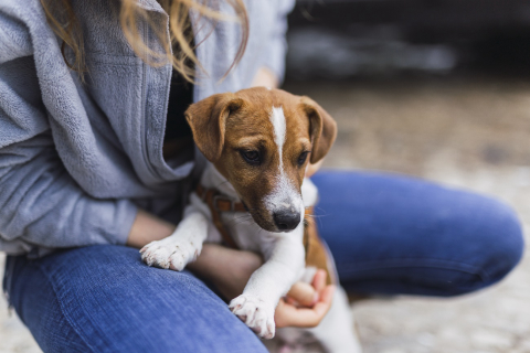 Com 20 cães castrados e vacinados, feira de adoções acontece neste sábado (06)