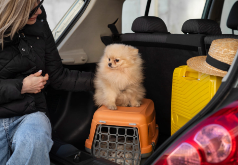 4 dicas para pegar a estrada com seu pet com tranquilidade