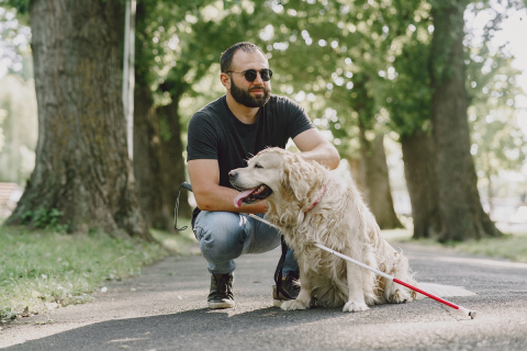 Socialização, treinamento e adaptação: saiba como se forma um cão-guia