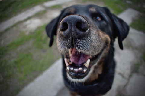 A escovação dos dentes do seu pet está em dia? Saiba a importância e a forma correta de fazer