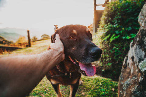 Mascote Fit e Pinó unem forças para revolucionar o cuidado animal