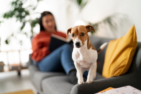 Alimentação, ambiente, rotina: saiba como esses fatores influenciam o bem-estar dos pets