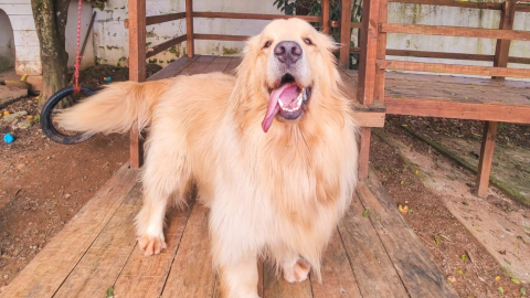 Obesidade traz riscos à saúde e ao bem-estar dos pets; saiba como prevenir e tratar