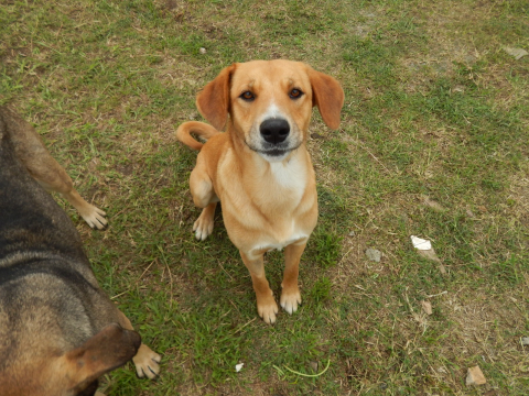 Cães resgatados no Complexo Penal de Piraquara serão doados em feira nesta quarta-feira (12)