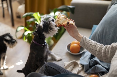 Alimentação segura: 10 alimentos proibidos para pets