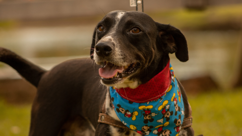 Curitiba tem três feiras de adoção de cães neste fim de semana