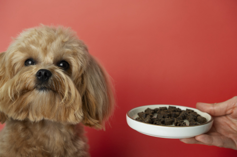 Dicas e cuidados: como introduzir a alimentação natural na dieta do seu pet