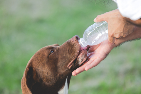 Seu pet está bebendo a quantidade correta de água? Confira dicas e orientações de especialistas
