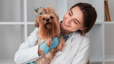 A vacinação do seu pet está em dia? Confira quais as principais vacinas para cães e gatos