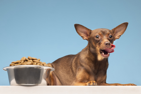 Comida à vontade? Comedouro elevado? Saiba quais são as boas práticas na hora de alimentar seu pet!